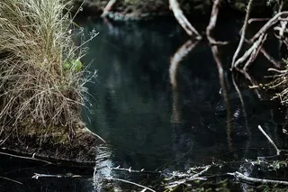 森林中河的倒影