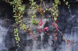 美国，波特兰，水泥，混凝土，自然，红色，绿色，藤蔓