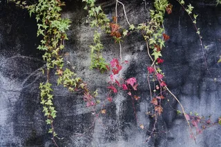 美国，波特兰，水泥，混凝土，自然，红色，绿色，藤蔓