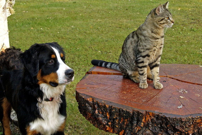 棕色，斑猫，猫，木板桌子，伯尔尼山狗，狗，条纹，猫