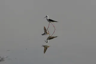 卡奇，鸟，古吉拉特邦，小卡奇，印度，斯塔克，动物，驴