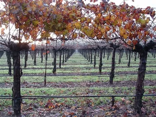 纳帕谷，美国，加利福尼亚州，秋天，早晨，葡萄园，树叶，风景