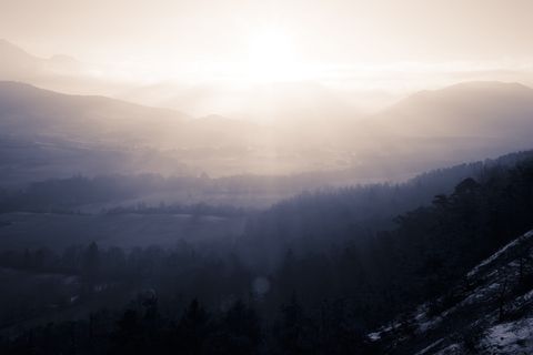 白天的树木摄影