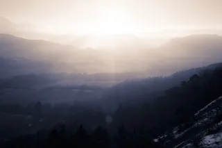 白天的树木摄影