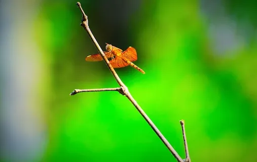 自然，昆虫，户外，树叶，野生动物，无脊椎动物，动物主题，动物