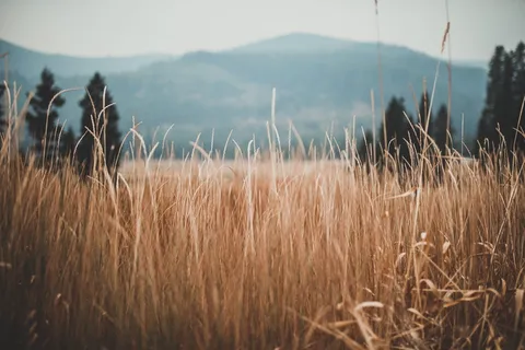 小麦,田地,麦田,农场,农业,土壤,农业,大麦 小麦,田地,麦田,农场,农业,土壤,农业,大麦