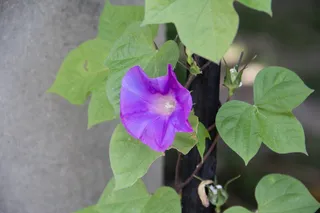 牵牛花，植物，花朵，牵牛花，天然，紫色，叶牵牛花，景观