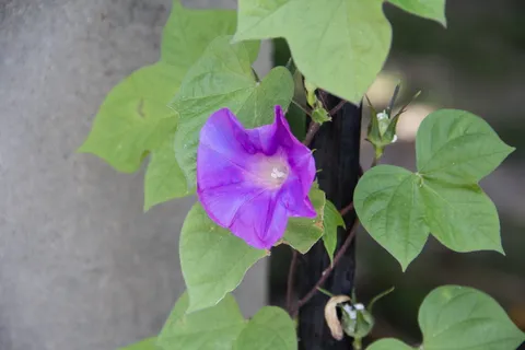 牵牛花,植物,花朵,牵牛花,天然,紫色,叶牵牛花,景观 牵牛花,植物,花朵,牵牛花,天然,紫色,叶牵牛花,景观