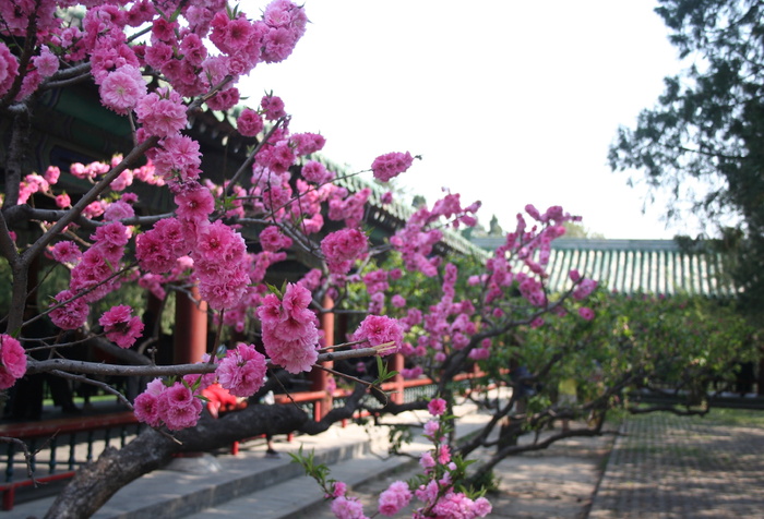 中国，花朵，北京，春天，花朵，粉色，花朵，亚洲