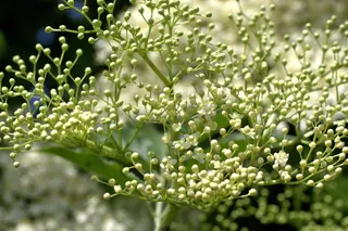 接骨木、白色、花蕾、伞形花序、接骨木、植物、生长、自然之美