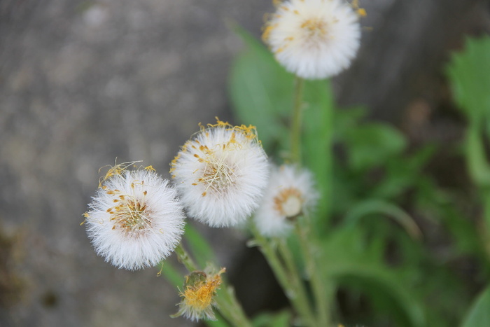 tussilago farfara, 药用植物, tussilago, 褪色, 黄色, 复合材料, 花, 菊科