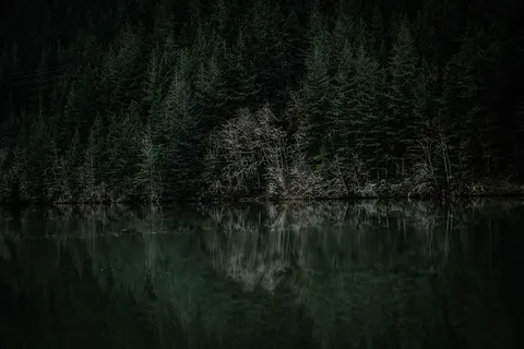 河畔树木的广角摄影 河畔树木的广角摄影
