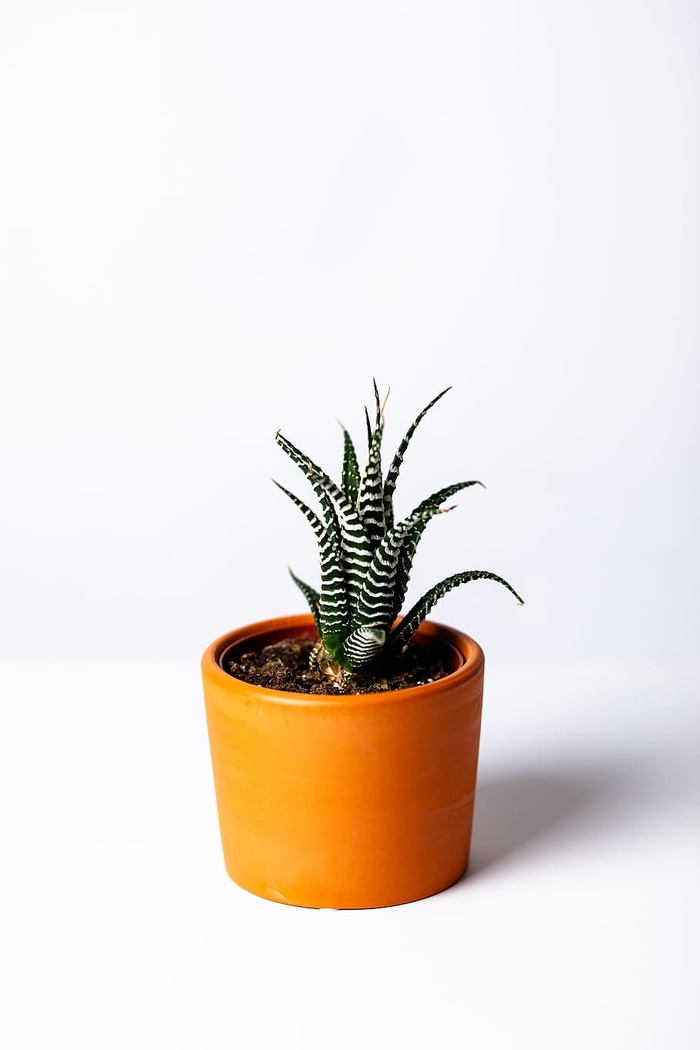 棕色花盆中的多汁植物照片