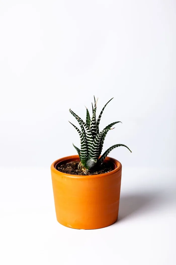 棕色花盆中的多汁植物照片