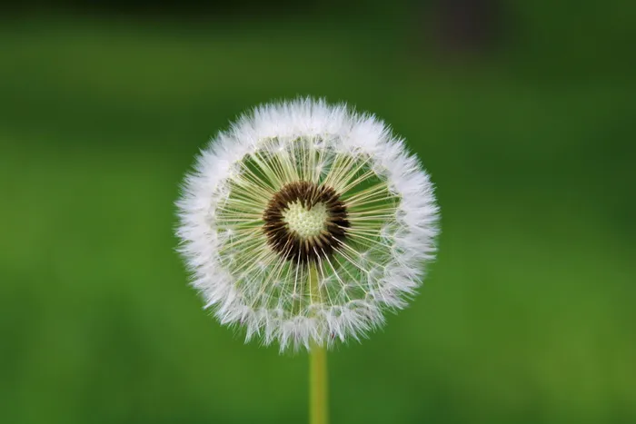 蒲公英, 心, 欲望, 愿望, 打击, 飞行, 伞, 花