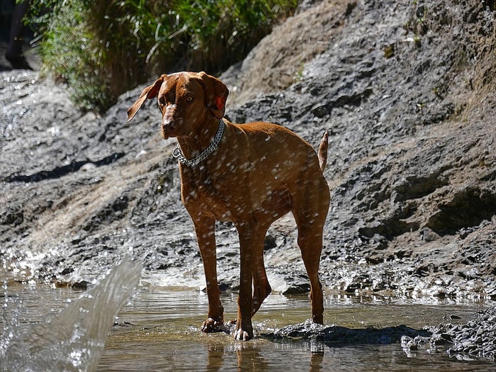 Weimaranar，狗，动物，一只动物，狗，动物主题，家养，宠物