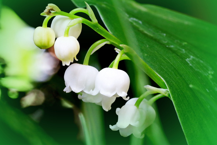 五月，欢乐的月份，山谷里的百合花，花朵，春天，花朵，盛开，自然