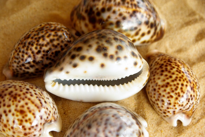 贝壳、虎瓷、沙子、南海、特写、无人、斑点、食物