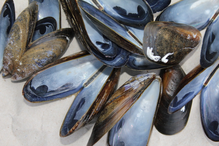 贻贝，贝壳，贝类，海洋，食品，诱饵，软体动物，海鲜