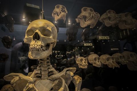 英国，曼彻斯特，曼彻斯特博物馆，博物馆，进化，骷髅，万圣节，骷髅