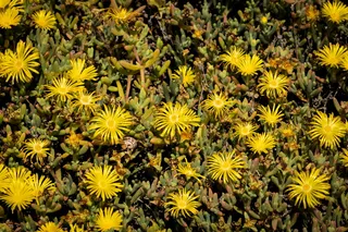 植物，花，花，菊科，花粉，雏菊，雏菊，花瓣