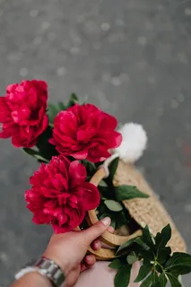 盛开的红牡丹 盛开的红牡丹