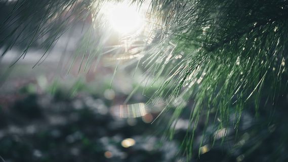 日落，太阳，自然，花，树，植物，湿，滴