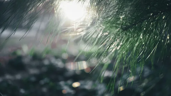 日落，太阳，自然，花，树，植物，湿，滴