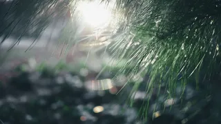 日落，太阳，自然，花，树，植物，湿，滴