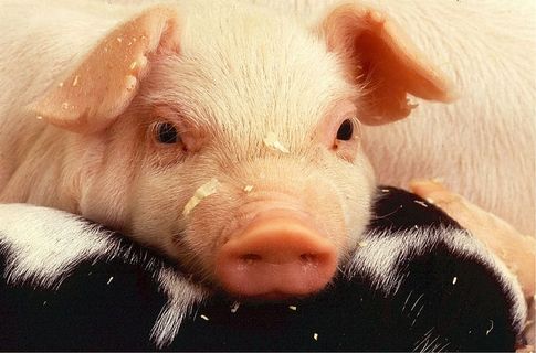 粉红猪,小猪,猪肉,猪,农场,农业,猪,鼻涕 粉红猪,小猪,猪肉,猪,农场,农业,猪,鼻涕