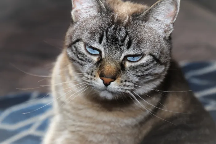 猫，傻傻的脸，斑猫，动物，胡子，瞌睡，懒惰，山猫