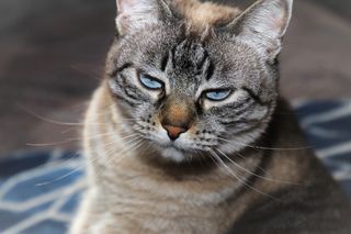 猫，傻傻的脸，斑猫，动物，胡子，瞌睡，懒惰，山猫