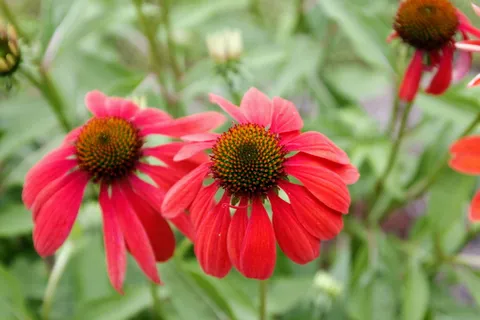 关闭, 照片, 红色, 花瓣, 关闭, 花, 花园, 开花 关闭, 照片, 红色, 花瓣, 关闭, 花, 花园, 开花