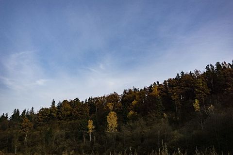 白天蓝天下的绿树