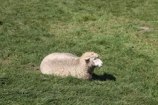 杨女士当牧场，牧场，草场，哺乳动物，动物，动物题材，植物