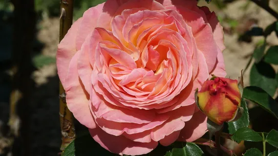粉色、孵化、花蕾、花朵、开花植物、植物、自然之美、特写 粉色、孵化、花蕾、花朵、开花植物、植物、自然之美、特写