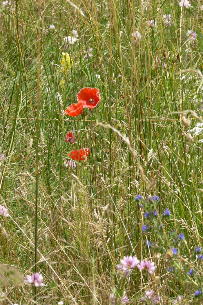 pre、field、poppy、prairie、nature、flower、香草、植物