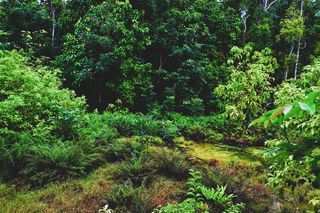 自然、绿色、pa、景观、环境、植物、树木、生长