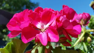 肉豆蔻, 鲜花, 夏季, 花, 花瓣, 粉红色, 植物, 自然