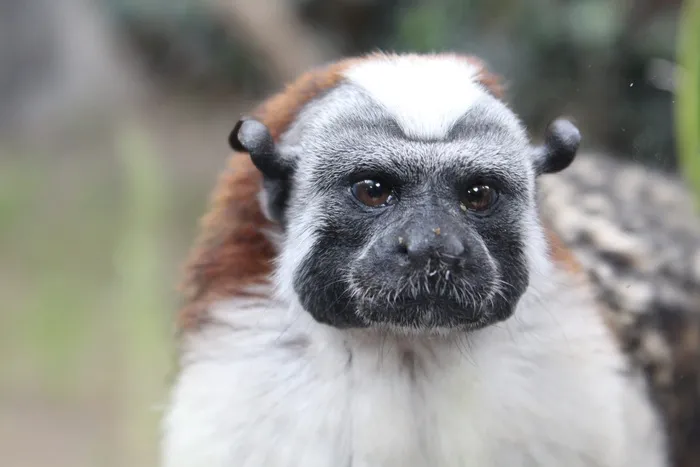 自然，动物，单声道，哺乳动物，动物园，一只动物，哺乳动物，关注前景