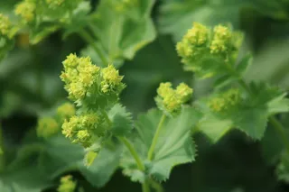 弗劳恩曼特尔，黄色，花朵，自然，植物，特写，多年生植物，药用植物