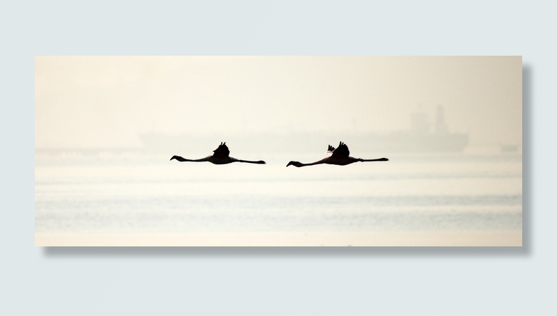 剪影，二，火烈鸟，鸟，飞行，翅膀，dom，自然