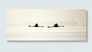 剪影，二，火烈鸟，鸟，飞行，翅膀，dom，自然