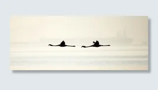 剪影，二，火烈鸟，鸟，飞行，翅膀，dom，自然