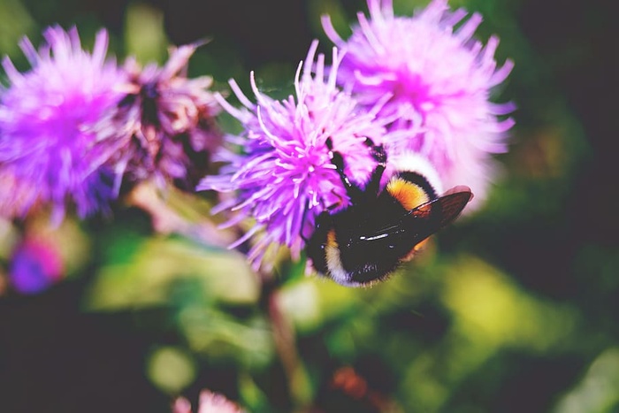花，动物，五颜六色，五颜六色，动物摄影，美丽，蜜蜂，开花