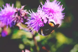 花，动物，五颜六色，五颜六色，动物摄影，美丽，蜜蜂，开花