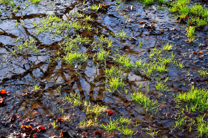 草、水池、自然、水、雨、背景、季节、植物