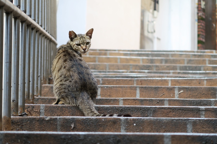 猫，背部，转子，动物，动物主题，哺乳动物，猫，一种动物