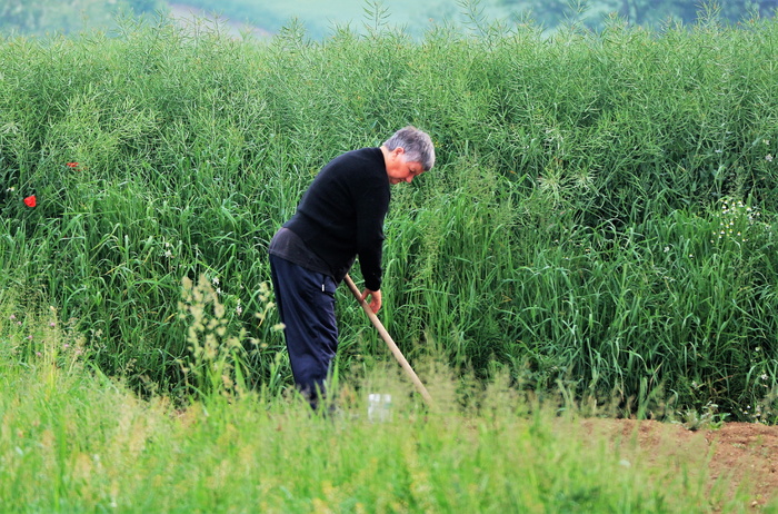 工作，田间，绿色，雨后，植物，一人，生长，绿色