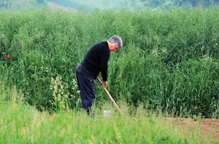 工作，田间，绿色，雨后，植物，一人，生长，绿色